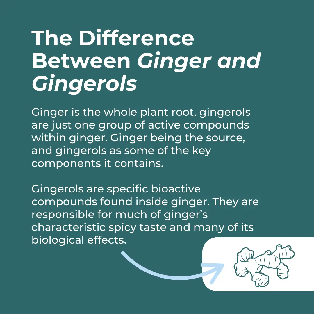 Organic Ginger Supplement - Image 4