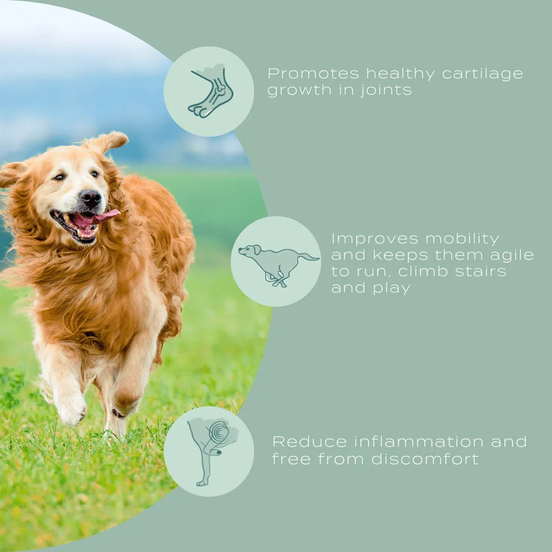 UC-II® Joint Care Dog Chews - Image 9