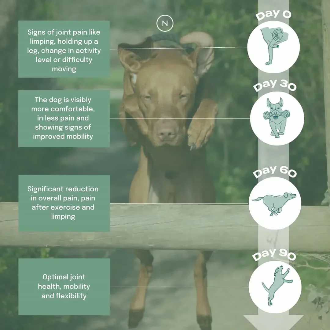 UC-II® Joint Care Oil for Dogs - Image 4