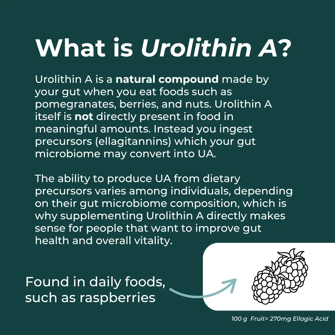 Urolithin A - Image 4